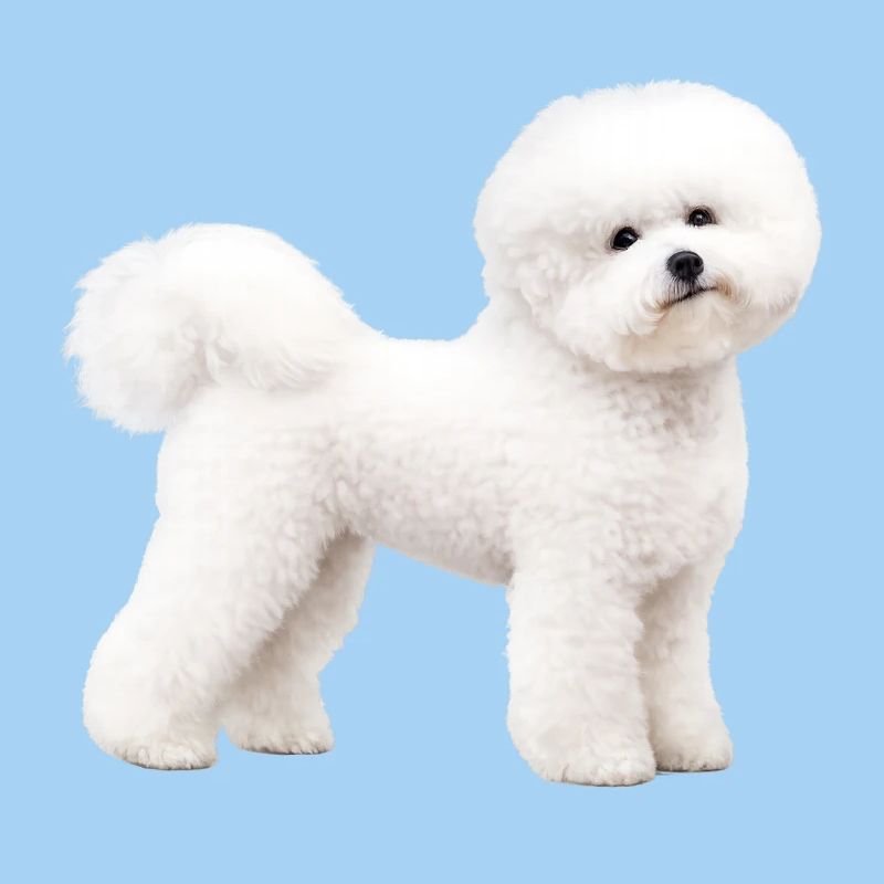 Realistic Bichon Frise