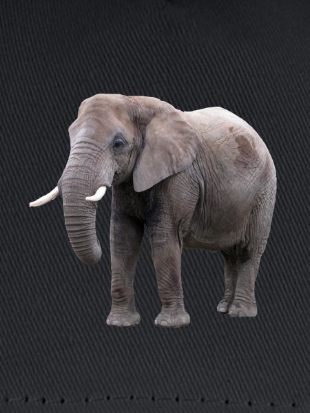 Elefant