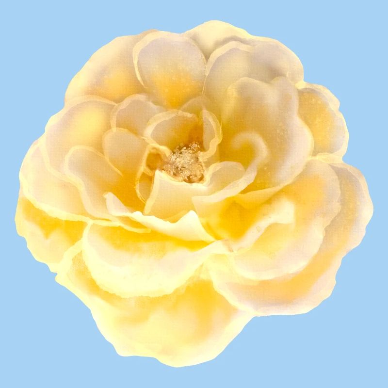 Rose Fleur