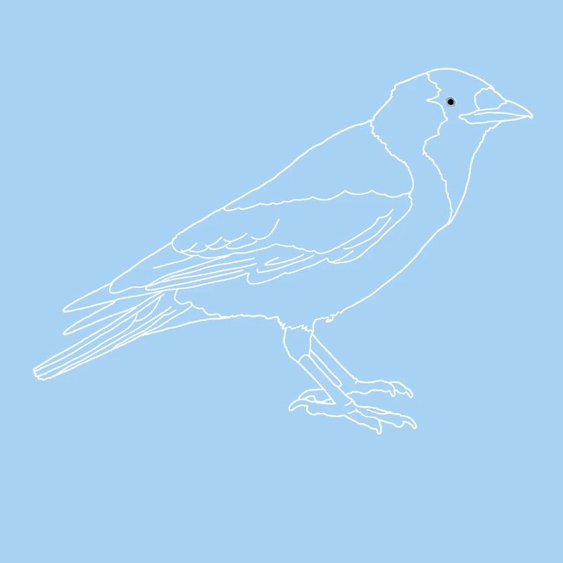 Jackdaw lineart