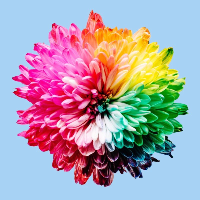 Chrysanthemum Rainbow