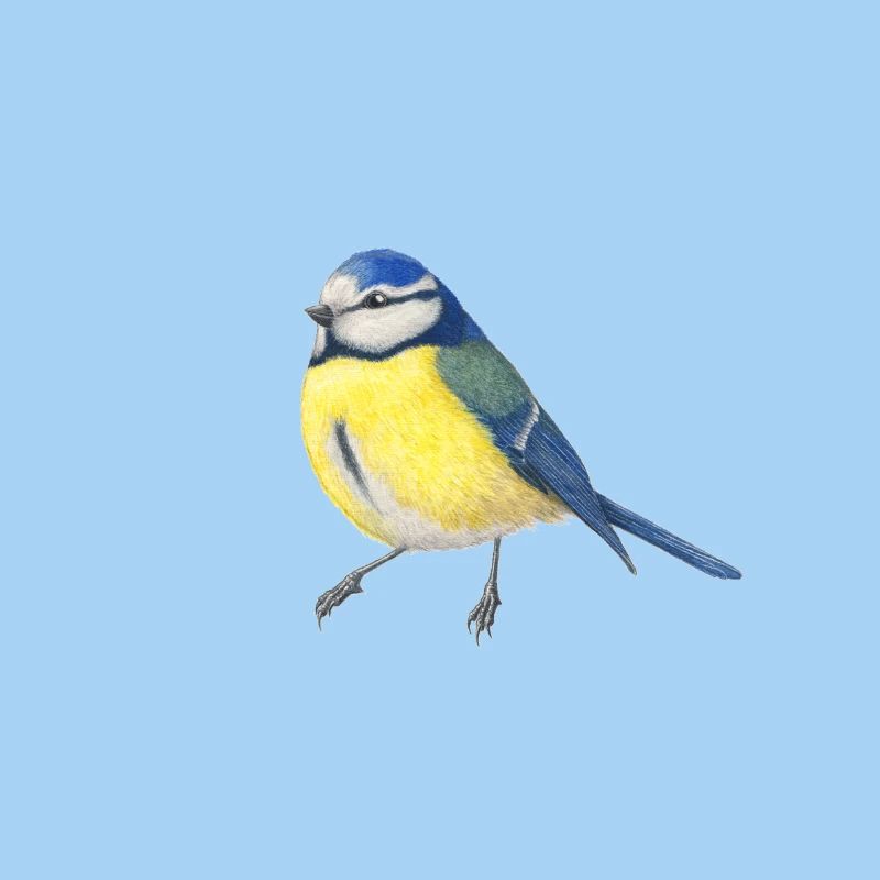 BlueTit - illustration aquarelle oiseau