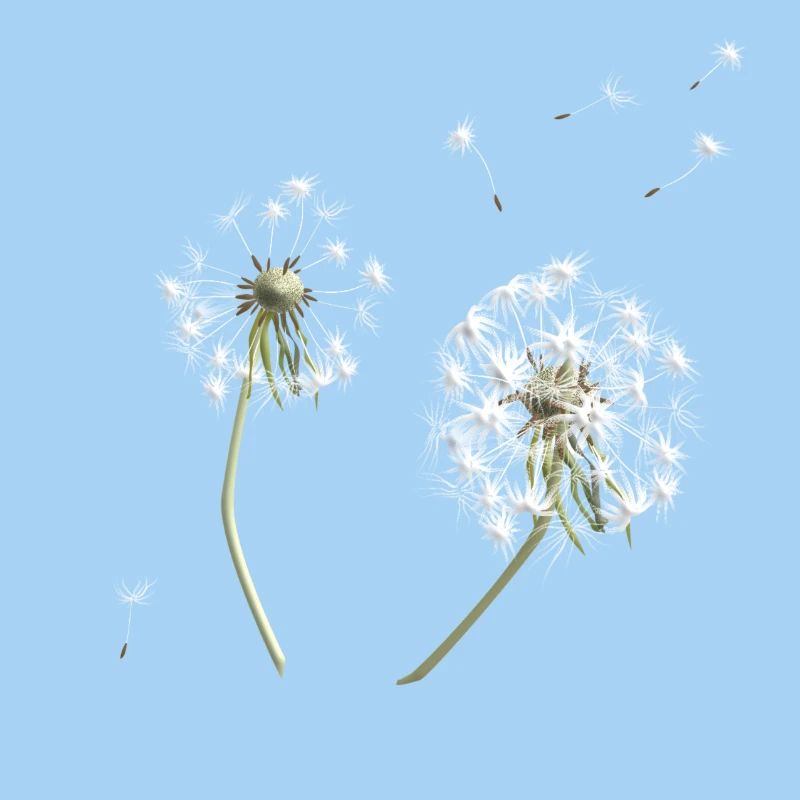 Weiße Löwenzahn-Silhouette