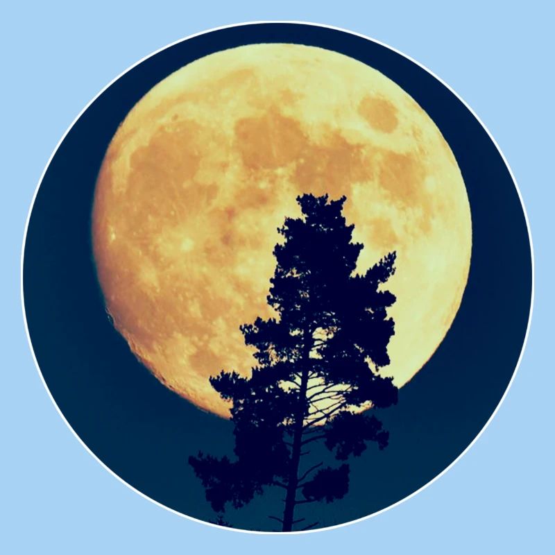 Moonlit Night Forest Silhouette