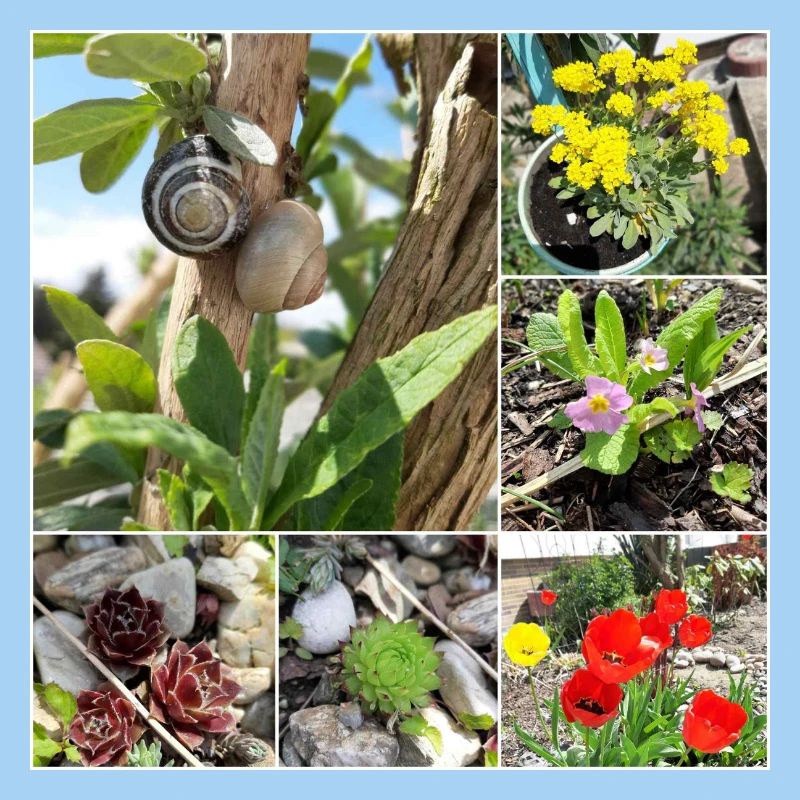 Various garden plants and snails