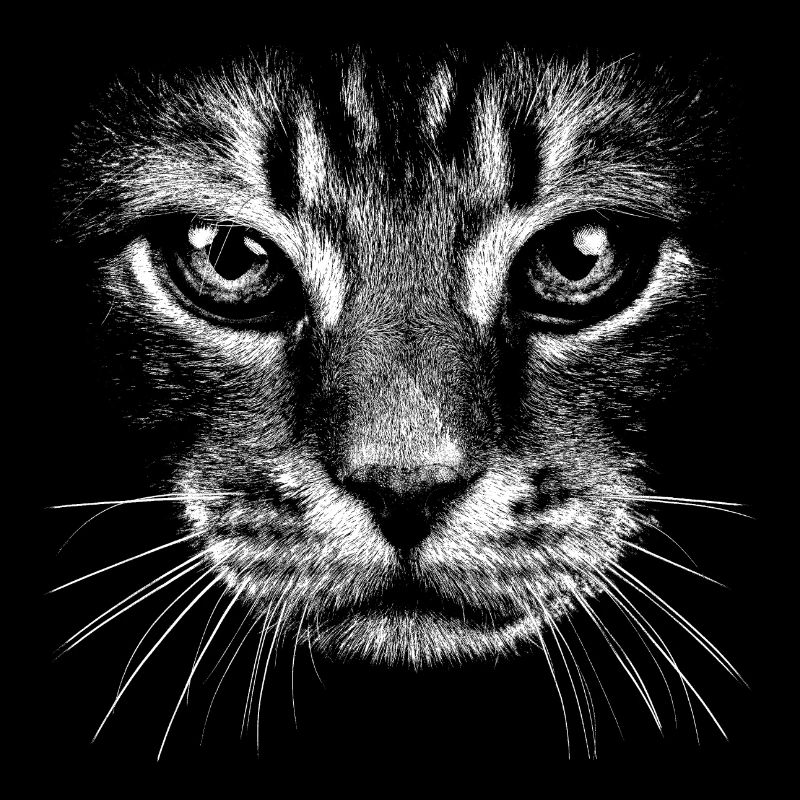 Chat / potrait / visage / tête
