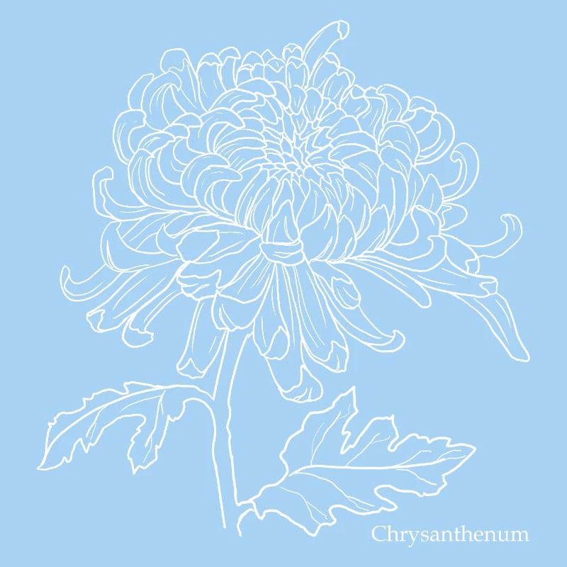 Dessin au trait du chrysanthème