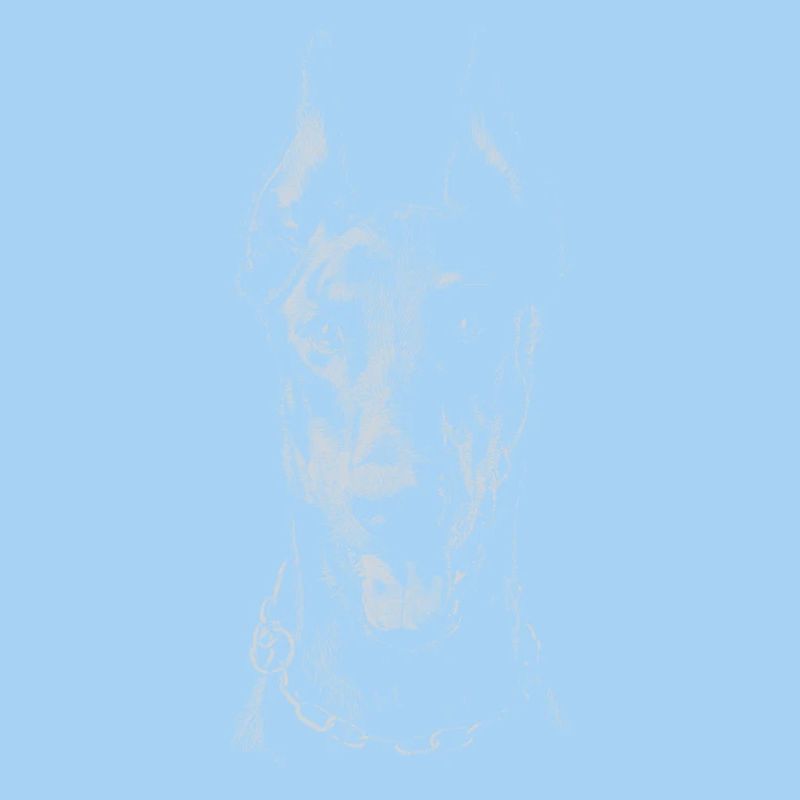 Doberman