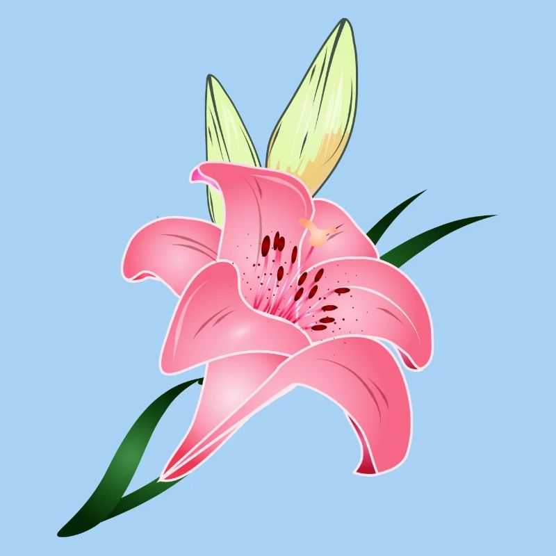 pink lily bloom with two buds