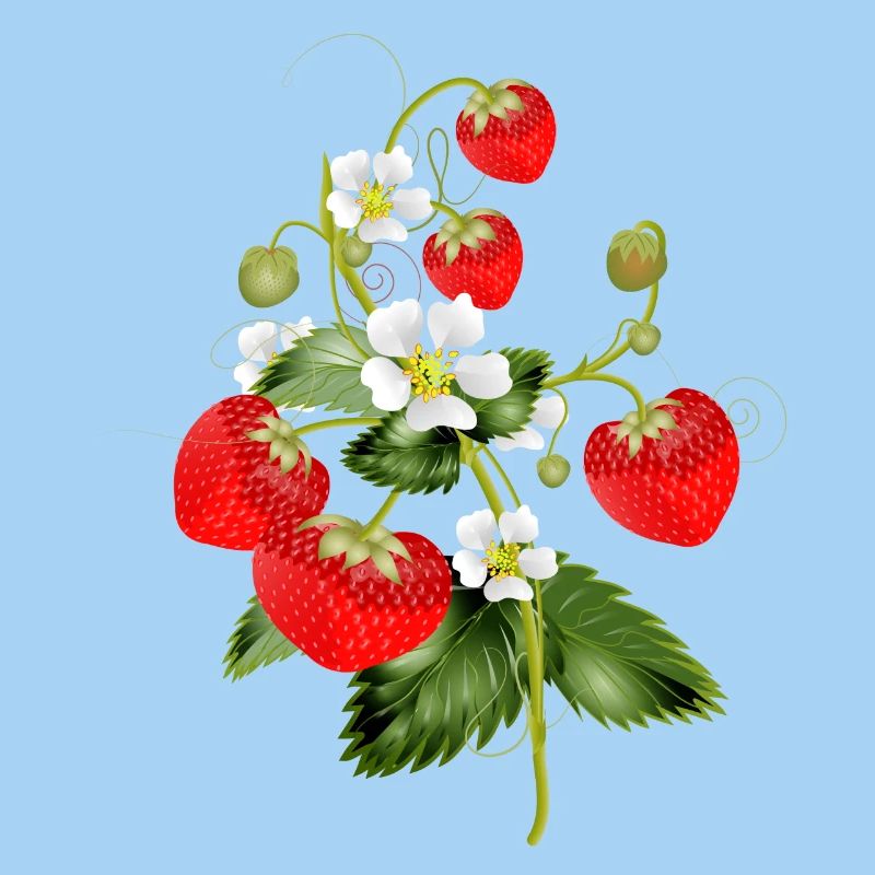 filigrane Erdbeeren Pflanze mit Erdbeeren Blüte