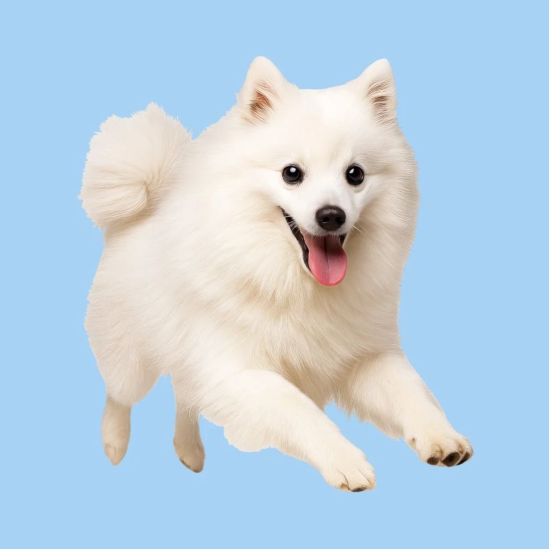 Japan Spitz