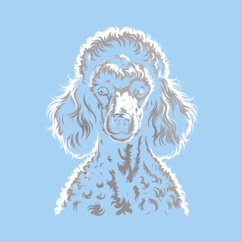 Caniche