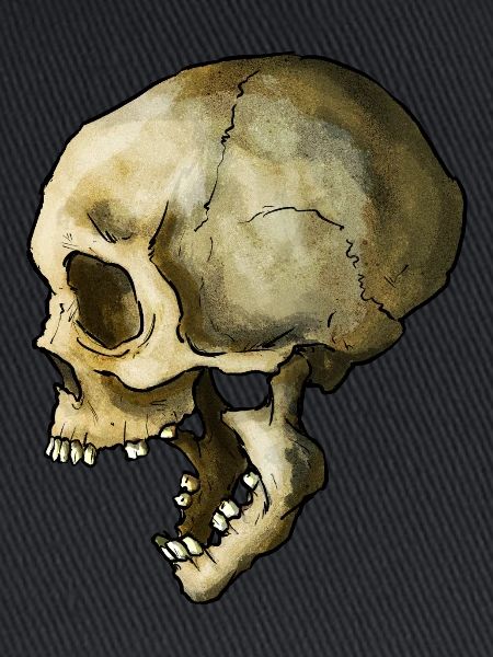 Schädel