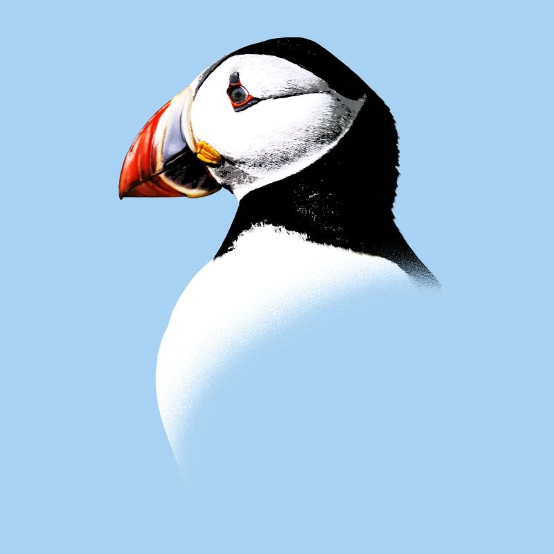 Atlantic Puffin