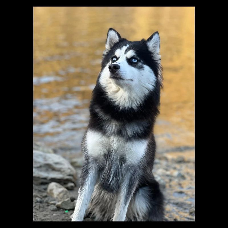 Husky