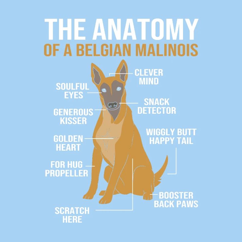 Malinois belge
