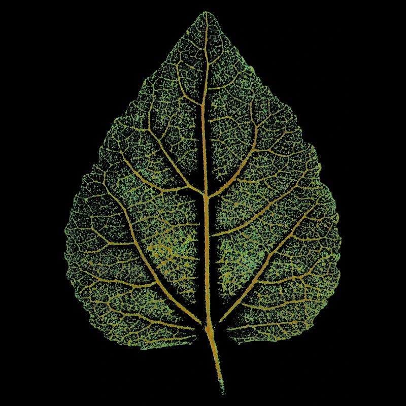 Lindenblatt - Impression d’art / FEUILLE - Forêt Nature