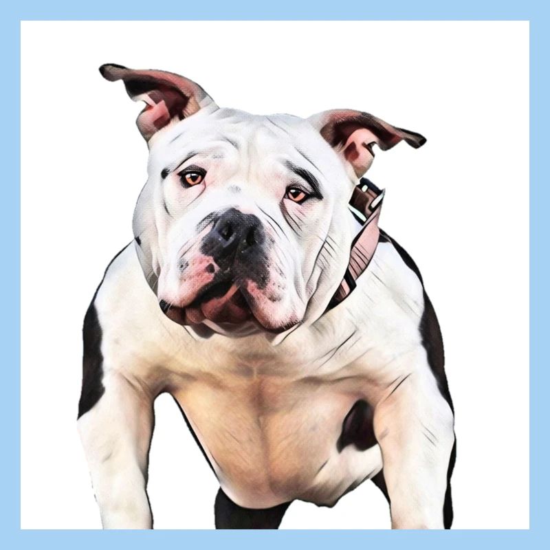 American Bully