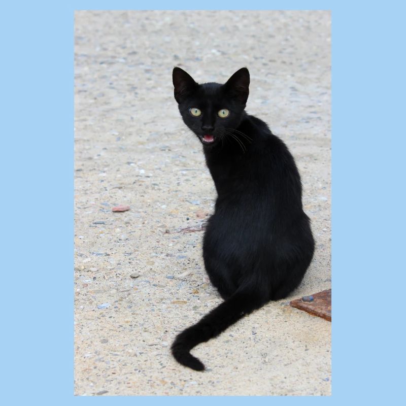 Cat black