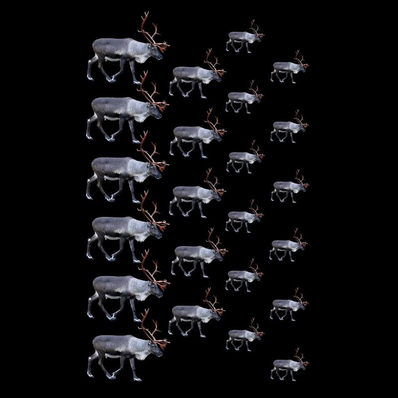 Reindeer