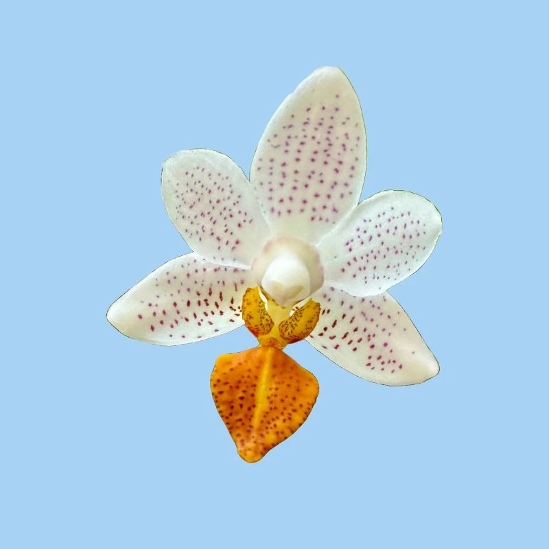 Orchideenblüte Phalaenopsis MiniMark Orchidee