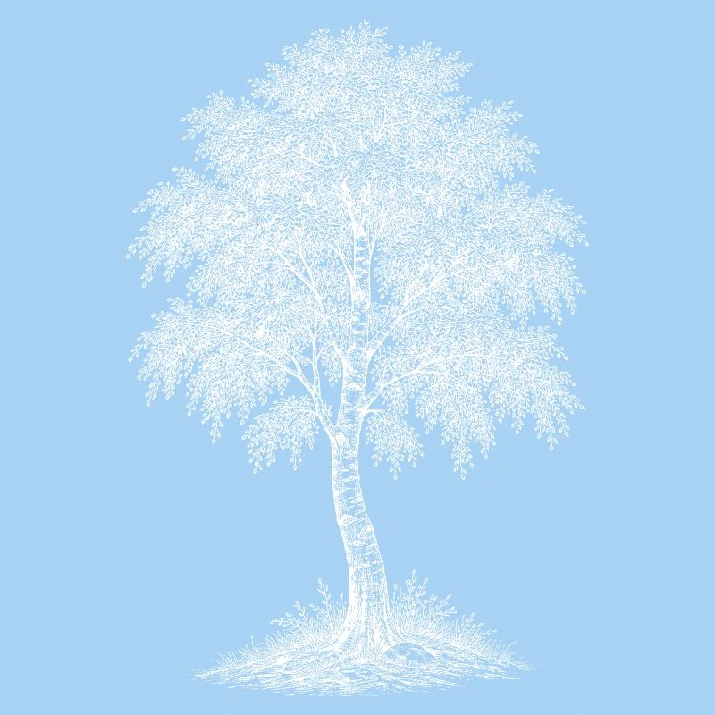 Birch