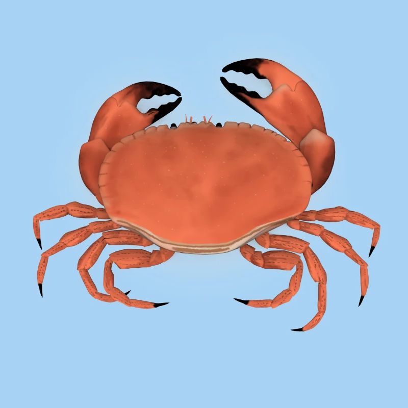 krabbe