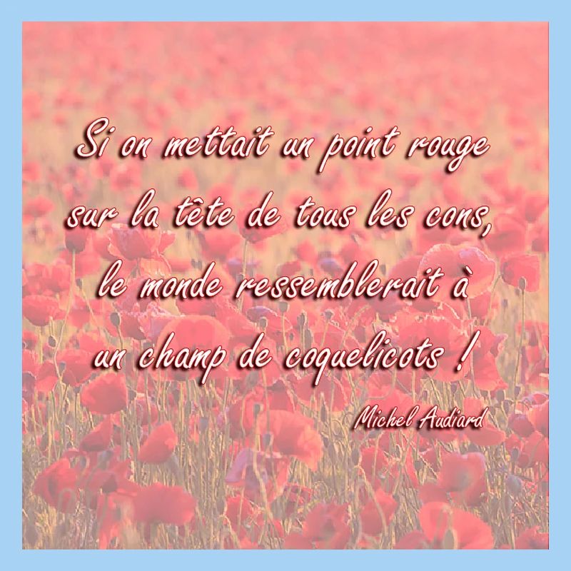 Champs de coquelicots