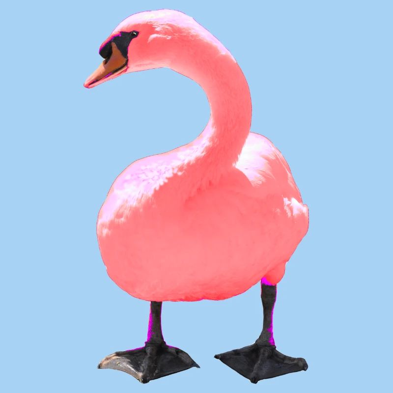 Swan