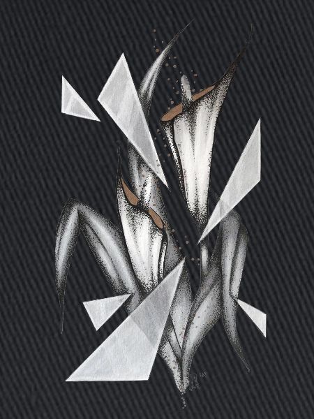 Calla