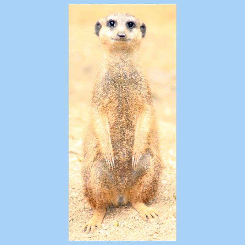 Erdmännchen