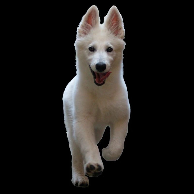 Chiot