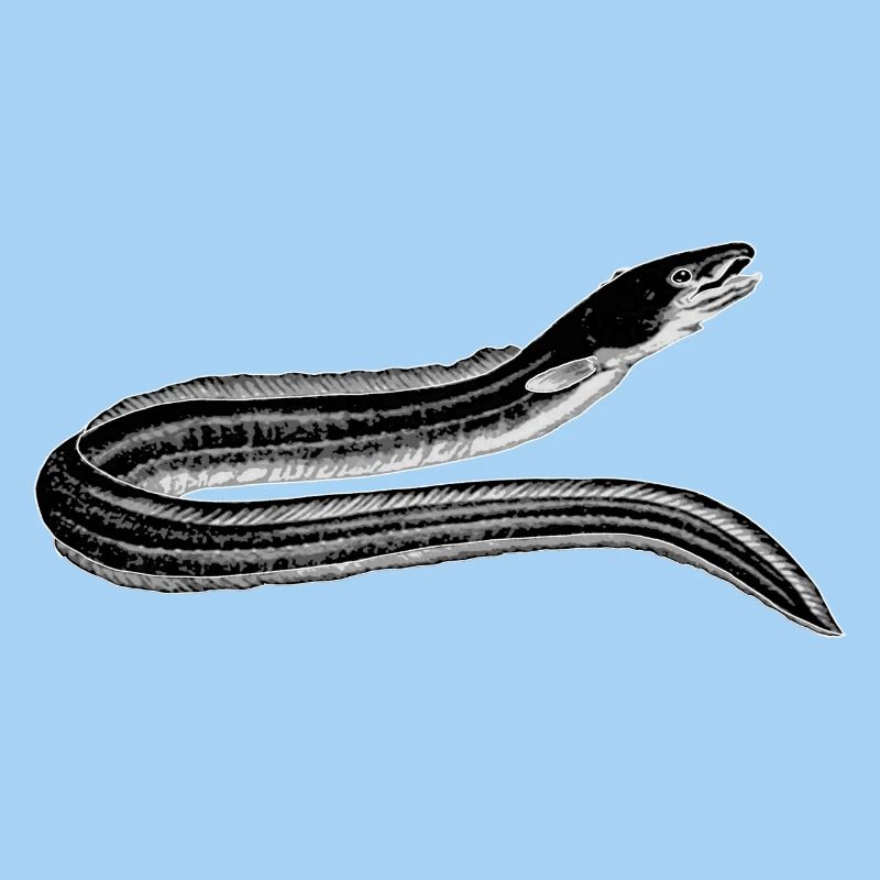 Aal