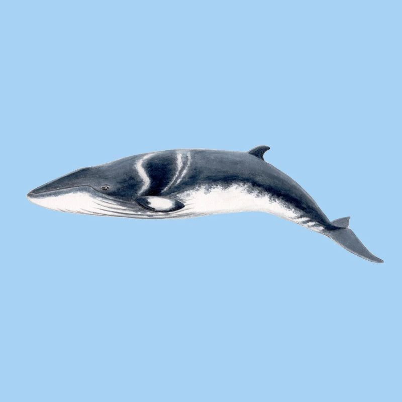 Minke - rorqual Petit - Zwergwal
