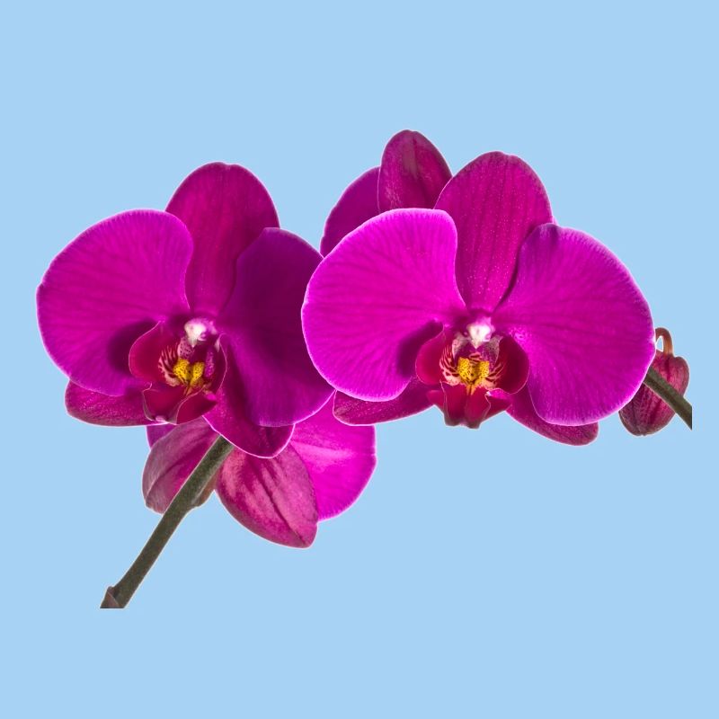 Phalaenopsis