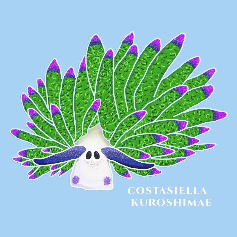 Leaf Sheep Snail, Drawing