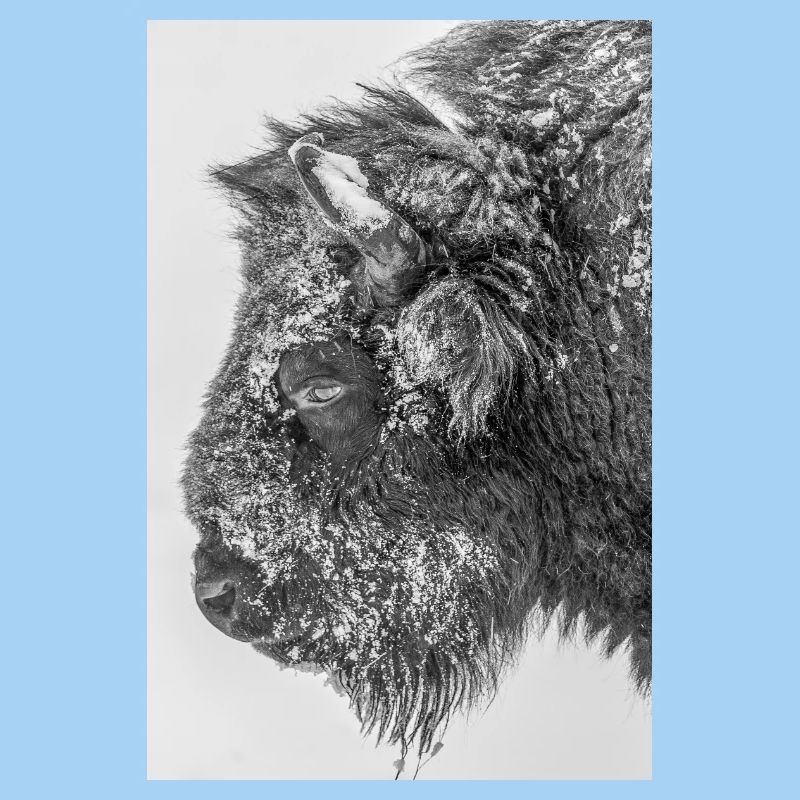 Wisent bw D4N3127