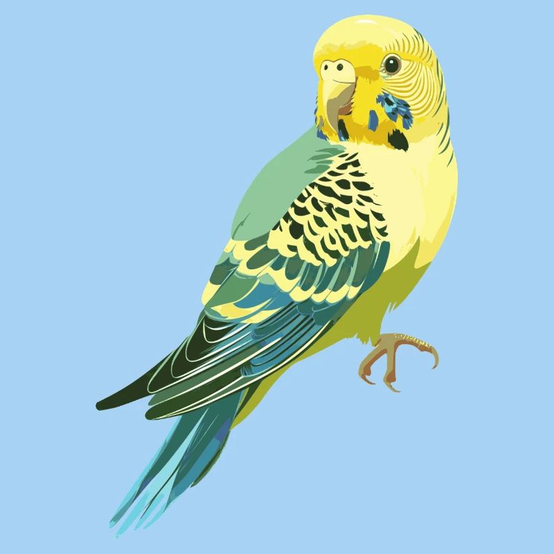 Budgerigar