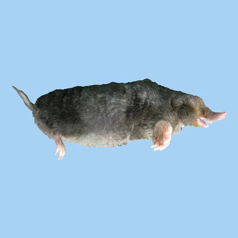 Maulwurf