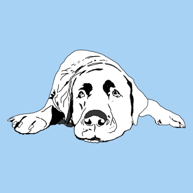 Labrador