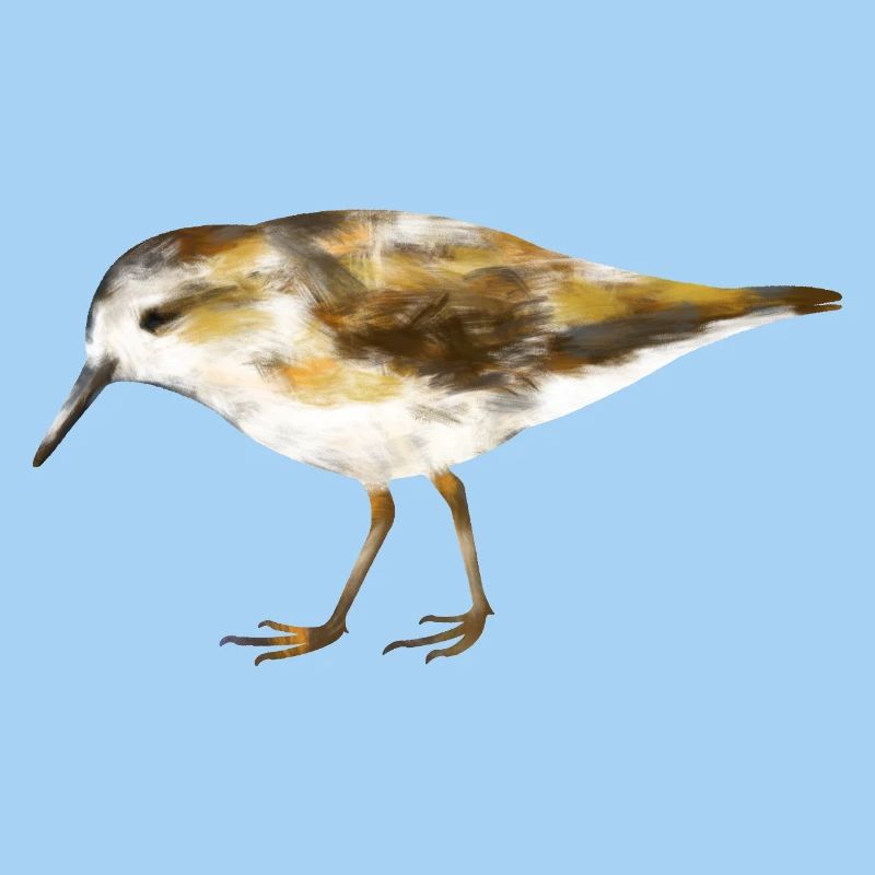 Zwergstrandläufer