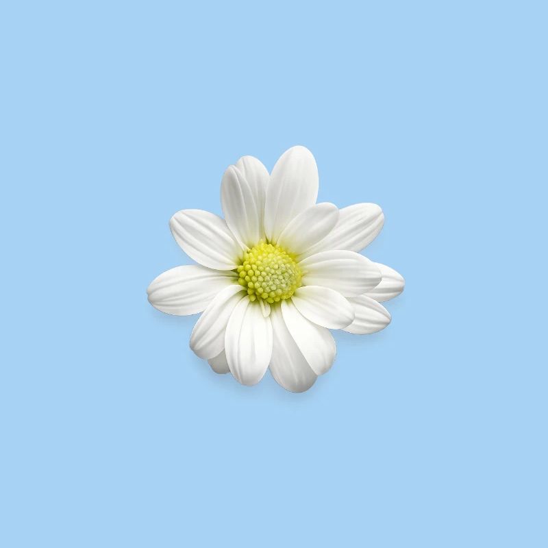 White Daisy Print - Gentle Flowers - Daisies