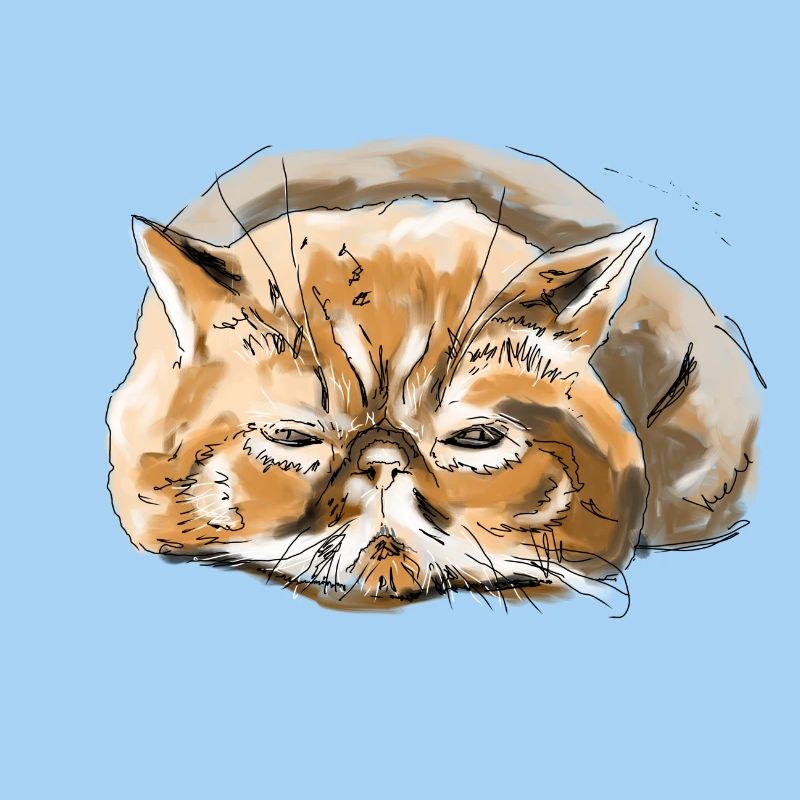 Chat persan
