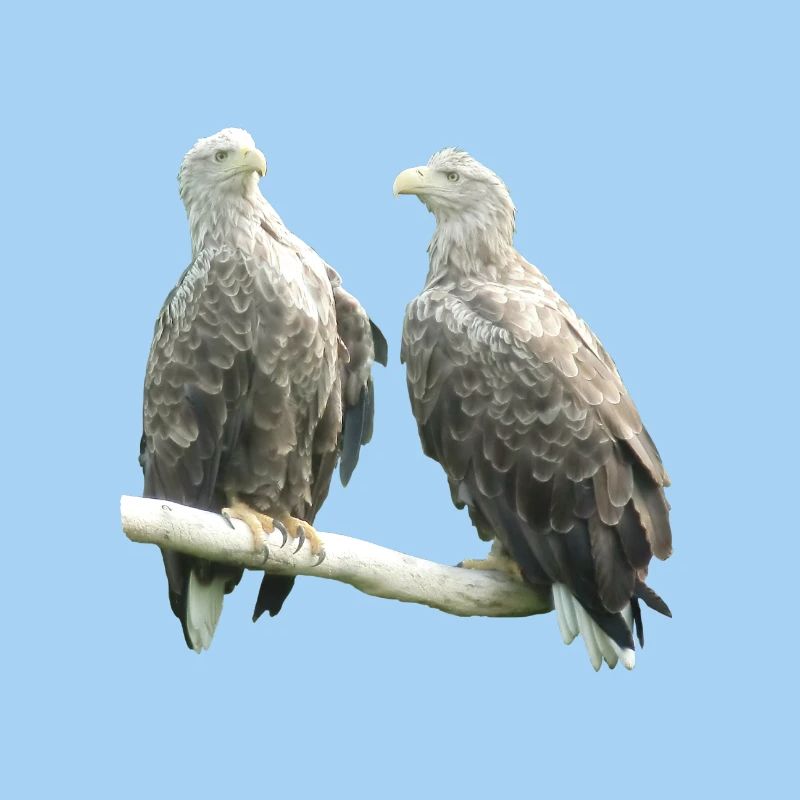 White-tailed eagle