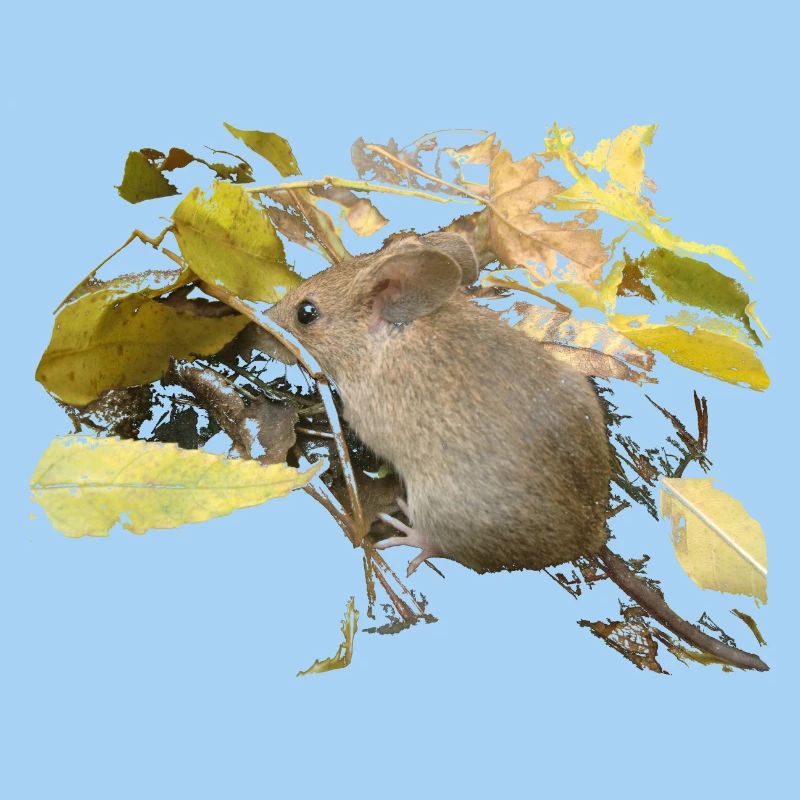 mouse in foliage