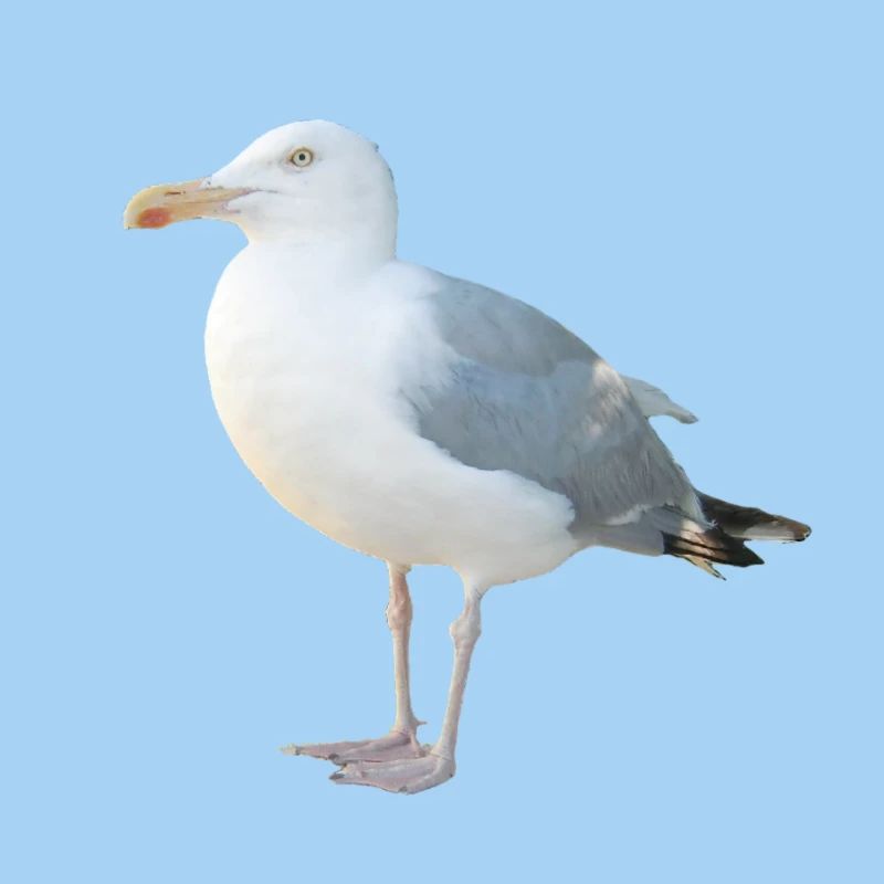 Möwe