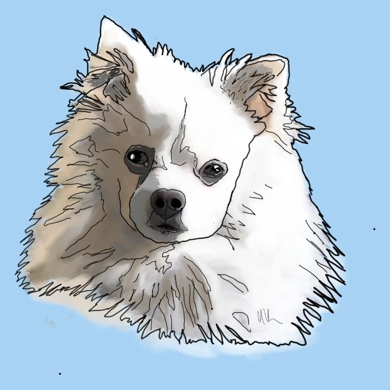 Spitz