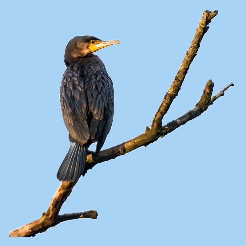 Kormoran