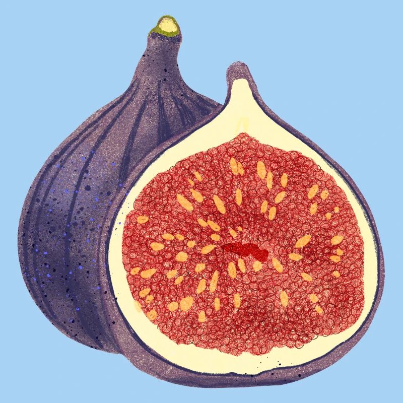 Opened Fig – Fruit Illustration