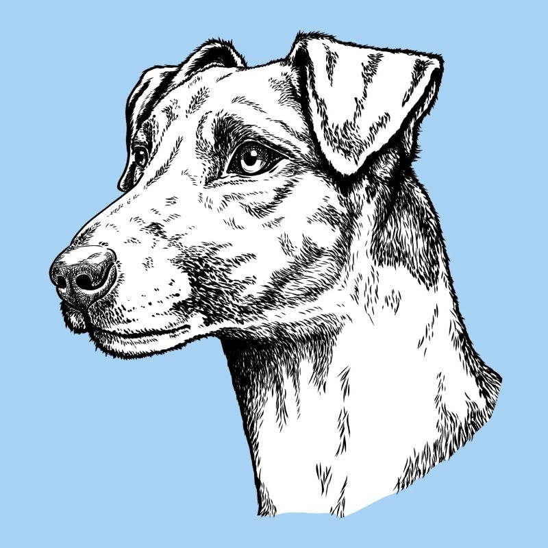 Foxterrier Glatthaar Portrait